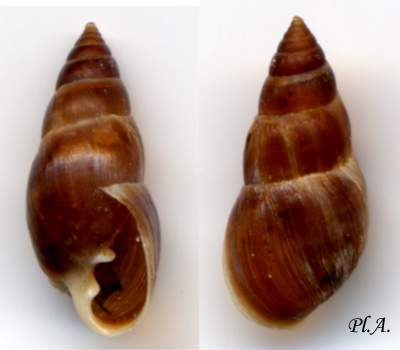 Ellobiidae Conferma classificazione